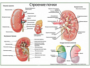 Почка, строение, кровоснабжение, плакат глянцевый/ламинированный А1/А2 (глянцевый	A2)