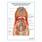 Лимфатические сосуды и узлы задней брюшной стенки плакат глянцевый А1+/А2+ (глянцевая фотобумага от 200 г/кв.м, размер A1+)