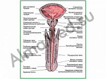 Мужской мочеиспускательный канал, плакат глянцевый/ламинированный А1/А2 (глянцевый	A2)