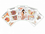 Комплект плакатов для кабинета гинеколога глянцевый А1/А2 (глянцевый	A2)