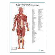 Мышечная система человека, вид спереди. Плакат глянцевый А1+/А2+ (глянцевый холст от 200 г/кв.м, размер A1+)