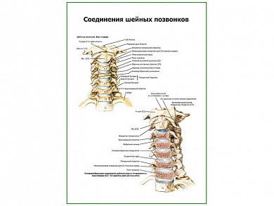 Соединения шейных позвонков плакат глянцевый А1/А2 (глянцевый A1)