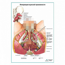 Нервы мужской промежности плакат глянцевый А1+/А2+ (глянцевая фотобумага от 200 г/кв.м, размер A1+)
