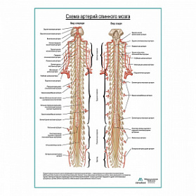 Схема артерии спинного мозга плакат глянцевый А1+/А2+ (матовый холст от 200 г/кв.м, размер A1+)