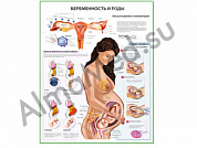 Беременность и роды, плакат ламинированный А1/А2 (ламинированный	A2)