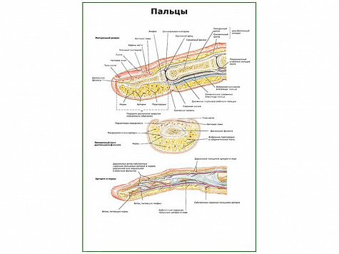 Строение пальцев плакат глянцевый А1/А2 (глянцевый A2)