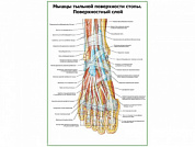 Мышцы тыльной поверхности стопы, поверхностный слой плакат глянцевый А1/А2 (глянцевый A1)