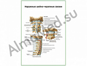 Наружные черепно-мозговые связки плакат ламинированный А1/А2 (ламинированный	A2)
