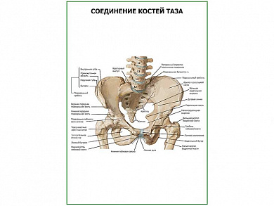 Соединение костей таза плакат глянцевый А1/А2 (глянцевый A1)