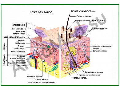 Строение кожи и волос, плакат ламинированный А1/А2 (ламинированный	A2)