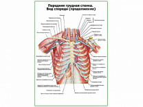 Передняя грудная стенка продолжение плакат глянцевый А1/А2 (глянцевый A1)