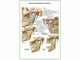 Височно-нижнечелюстной сустав плакат глянцевый А1/А2 (глянцевый A1) Височно-нижнечелюстной сустав плакат глянцевый А1/А2 (глянцевый A1)
