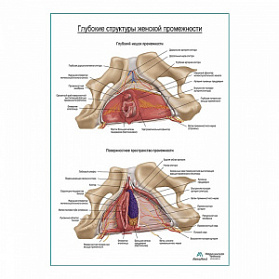 Женская промежность, внутреннее строение плакат глянцевый А1+/А2+ (глянцевый холст от 200 г/кв.м, размер A1+)