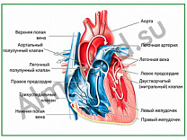 Строение сердца, плакат ламинированный А1/А2 (ламинированный	A2)