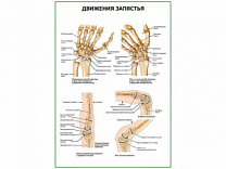 Движения запястья плакат глянцевый А1/А2 (глянцевый A2)