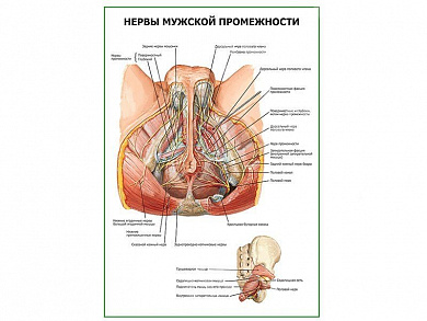 Нервы мужской промежности плакат глянцевый А1/А2 (глянцевый A1)