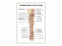 Артерии колена, ноги и стопы плакат глянцевый А1/А2 (глянцевый A1)