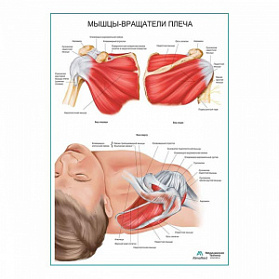 Мышцы - вращатели плеча плакат глянцевый А1+/А2+ (глянцевая фотобумага от 200 г/кв.м, размер A1+)