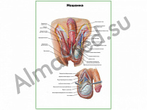 Мошонка плакат ламинированный А1/А2 (ламинированный	A2)