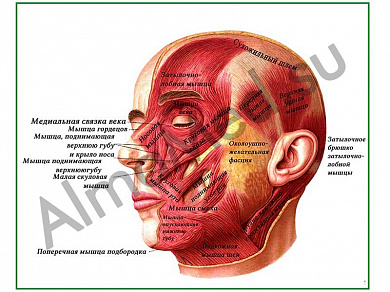 Мышцы головы, плакат ламинированный А1/А2 (ламинированный	A2)