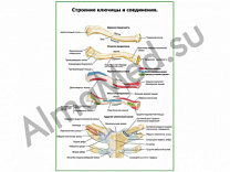 Строение ключицы и соединения плакат ламинированный А1/А2 (ламинированный	A2)