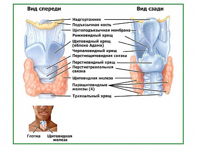 Строение гортани, плакат глянцевый  А1/А2 (глянцевый A2)