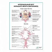 Артериальный круг большого мозга (Виллизиев) плакат глянцевый А1+/А2+ (глянцевый холст от 200 г/кв.м, размер A1+)