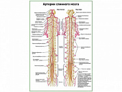 Артерии спинного мозга плакат глянцевый А1/А2 (глянцевый A2)