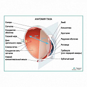 Анатомия глаза, плакат глянцевый/ламинированный А1/А2 (глянцевый	A2)