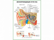 Звукопроводящие пути уха плакат глянцевый А1/А2 (глянцевый A1)