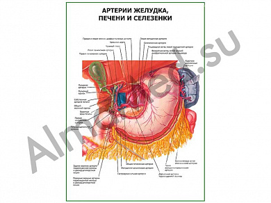 Артерии желудка, печени и селезенки плакат глянцевый/ламинированный А1/А2 (глянцевый	A2)