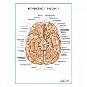 Головной мозг, вид снизу плакат глянцевый А1+/А2+ (глянцевая фотобумага от 200 г/кв.м, размер A1+)
