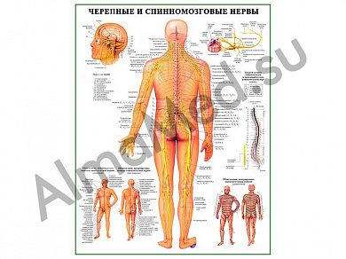 Черепные и спиномозговые нервы, плакат ламинированный А1/А2 (ламинированный	A2)