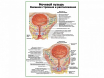 Мочевой пузырь, строение и расположение плакат глянцевый А1/А2 (глянцевый A2)
