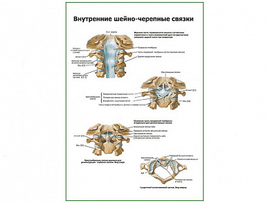 Внутренние шейно-черепные связки плакат глянцевый А1/А2 (глянцевый A2)