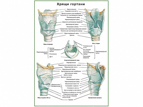Хрящи гортани плакат глянцевый А1/А2 (глянцевый A2)