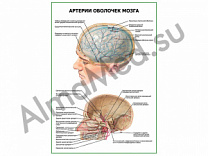 Артерии оболочек мозга плакат глянцевый/ламинированный А1/А2 (глянцевый	A2)