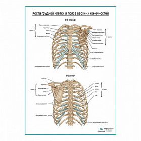 Кости грудной клетки плакат глянцевый А1+/А2+ (глянцевая фотобумага от 200 г/кв.м, размер A2+)