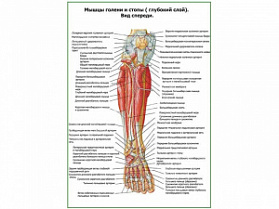 Мышцы ноги. Вид спереди глубокий слой плакат глянцевый А1/А2 (глянцевый A1)