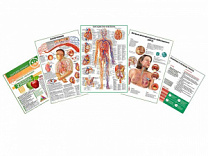 Комплект плакатов для кабинета терапевта глянцевый А1/А2 (глянцевый A1)