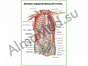 Артерии передней брюшной стенки плакат ламинированный А1/А2 (ламинированный	A2)