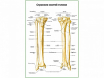 Строение костей голени плакат глянцевый А1/А2 (глянцевый A2)