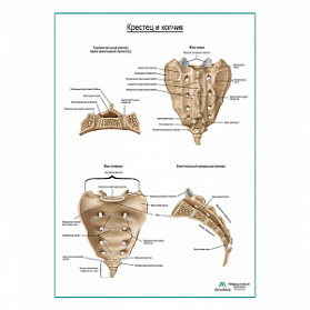 Крестец и копчик плакат глянцевый А1+/А2+ (матовый холст от 200 г/кв.м, размер A1+)