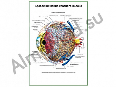Кровоснабжение глазного яблока плакат глянцевый/ламинированный А1/А2 (глянцевый	A2)