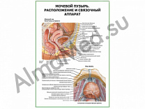 Расположение и связочный аппарат мочевого пузыря плакат глянцевый/ламинированный А1/А2 (глянцевый	A2)
