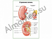 Строение почки плакат ламинированный А1/А2 (ламинированный	A2)