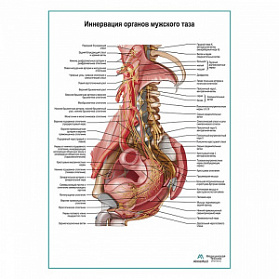 Нервы брюшной полости и таза мужчины плакат глянцевый А1+/А2+ (глянцевая фотобумага от 200 г/кв.м, размер A1+) Нервы брюшной полости и таза мужчины плакат глянцевый А1+/А2+ (глянцевая фотобумага от 200 г/кв.м, размер A1+)