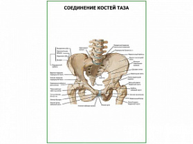 Соединение костей таза плакат глянцевый А1/А2 (глянцевый A1)