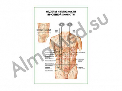 Отделы и плоскости брюшной полости плакат глянцевый/ламинированный А1/А2 (глянцевый	A2)