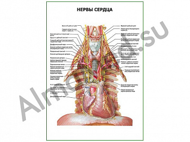 Нервы сердца плакат ламинированный А1/А2 (ламинированный	A2)